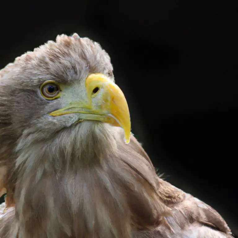 Seeadler Merkmale.