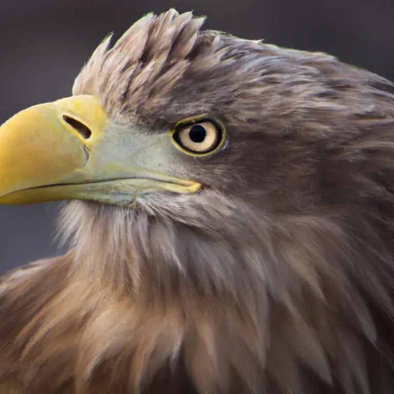 Seeadler Nest.