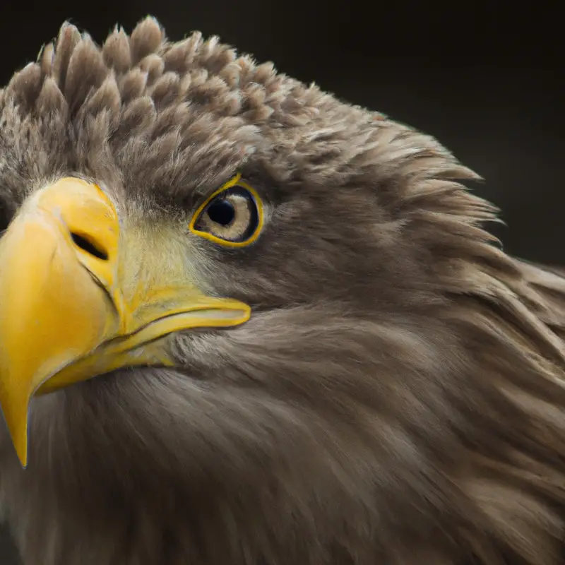 Seeadler-Nest-Höhe