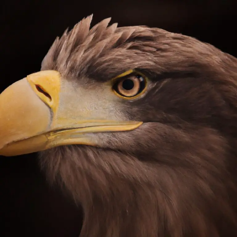 Seeadler Nestbedrohungen.