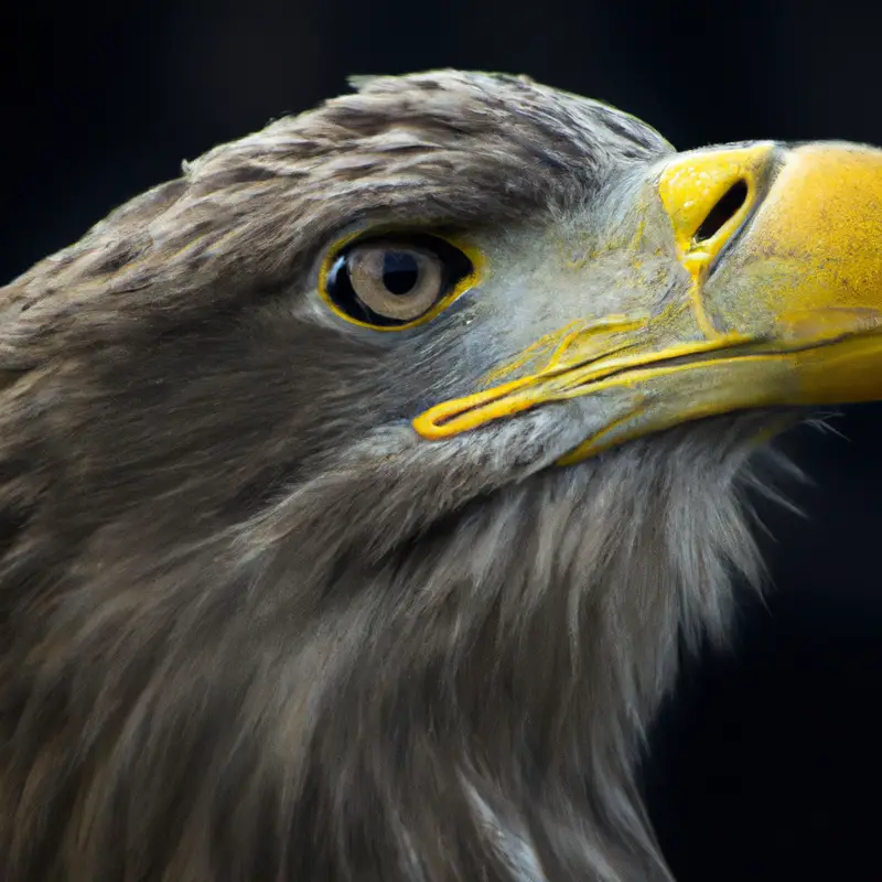 Seeadler Nestplatzwahl.