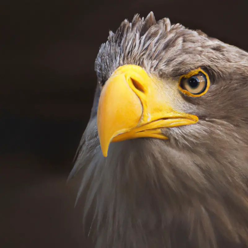 Seeadler Nistplätze.