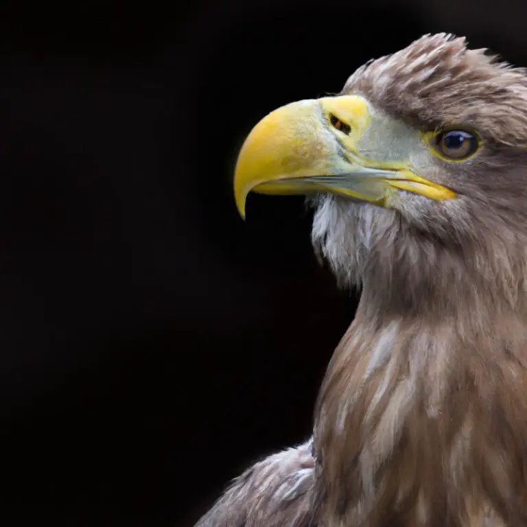 Seeadler-Nistverhalten.