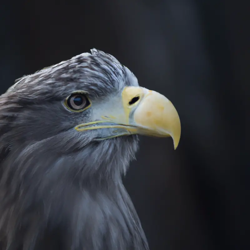 Seeadler-Paar.