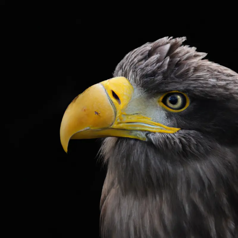 Seeadler-Population Vielfalt.