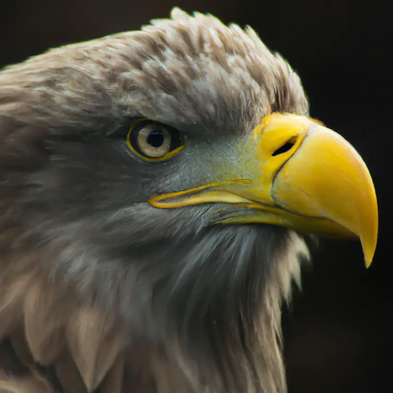 Seeadler-Populationen-Entwicklung.