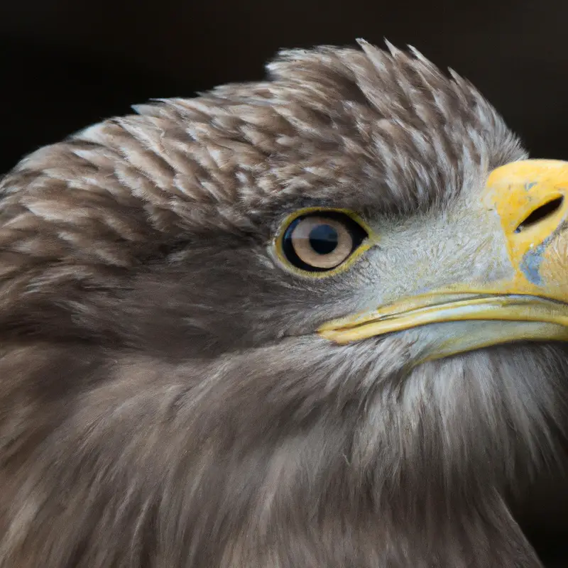 Seeadler-Populationen-Graphen.