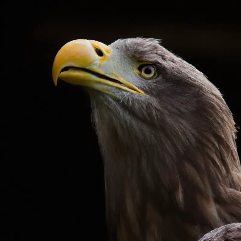 Seeadler-Populationen-Trend