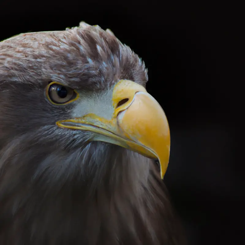 Seeadler-Populationenverlauf.