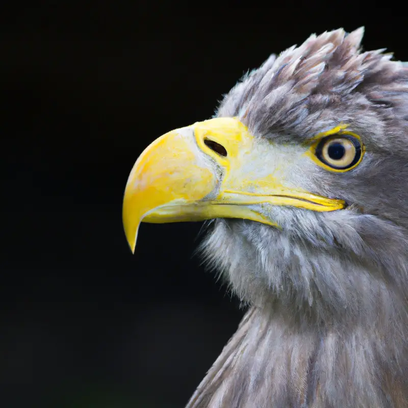 Seeadler-Populationsdichte.