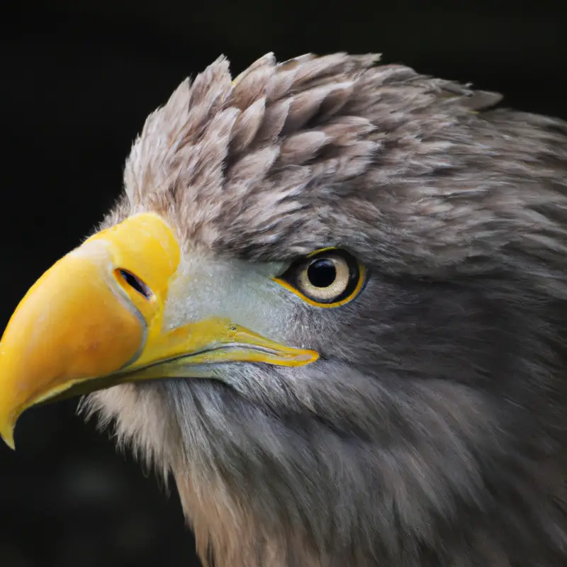 Seeadler-Populationsdynamik.