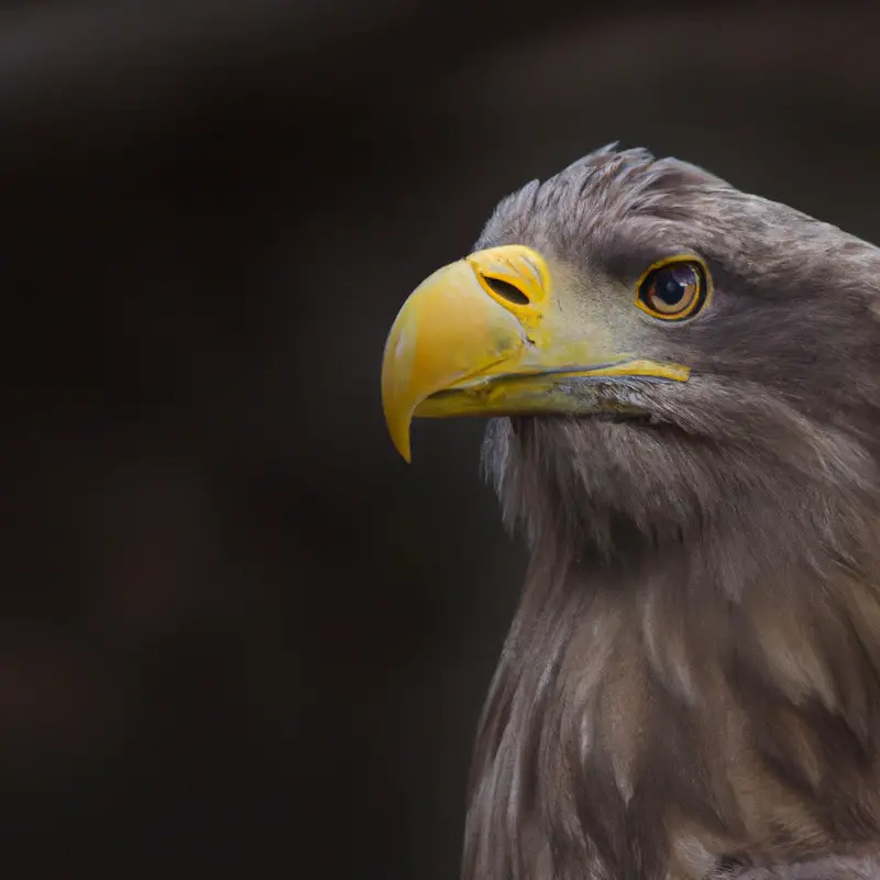 Seeadler-Populationsrückgang.