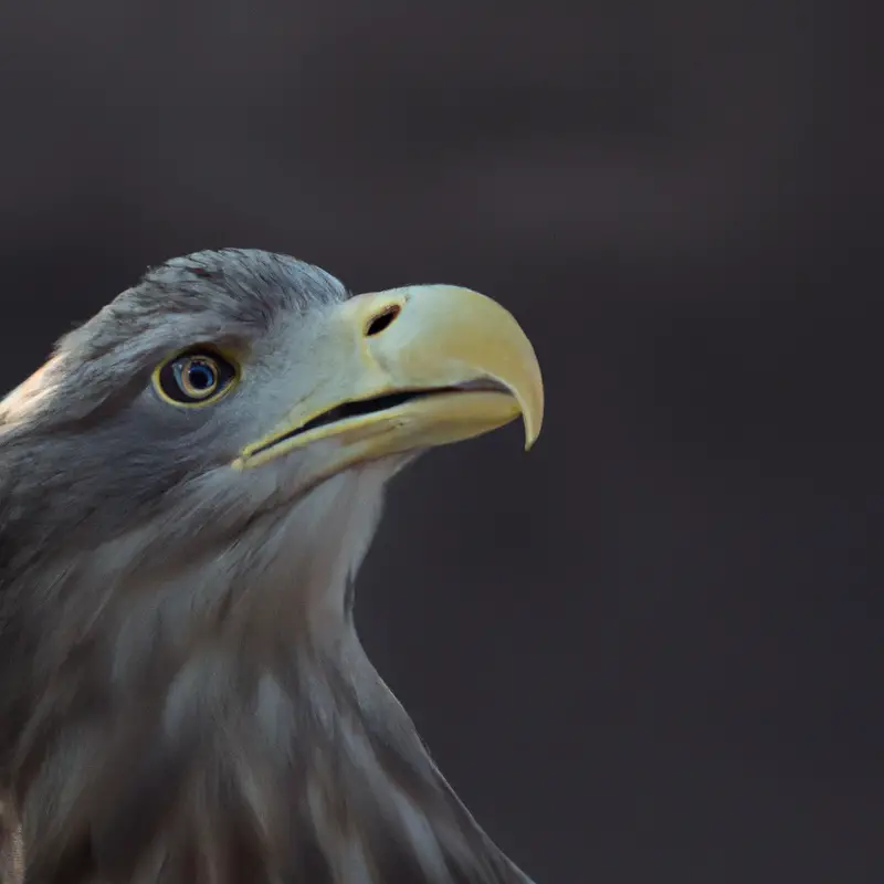 Seeadler-Portrait.