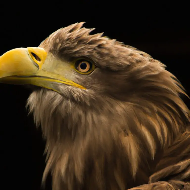 Seeadler-Portrait