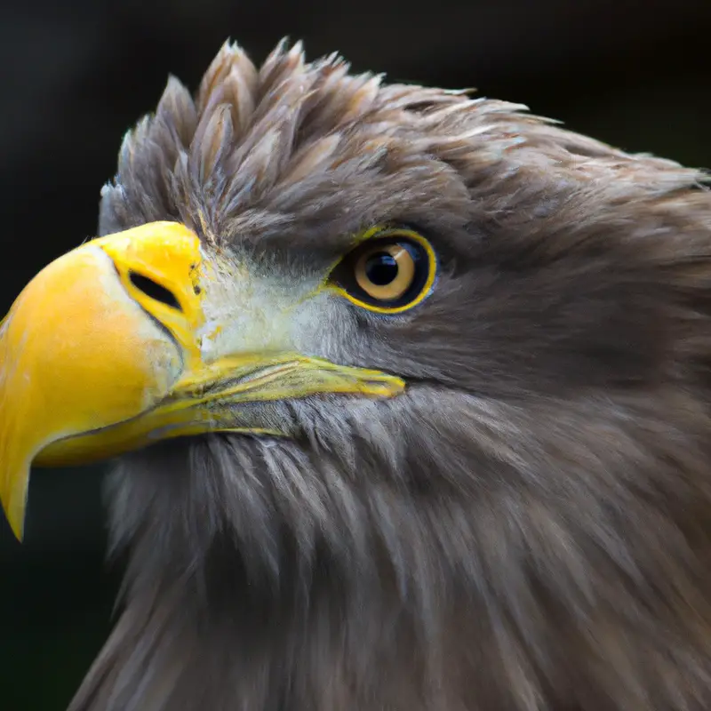 Seeadler Rückkehr