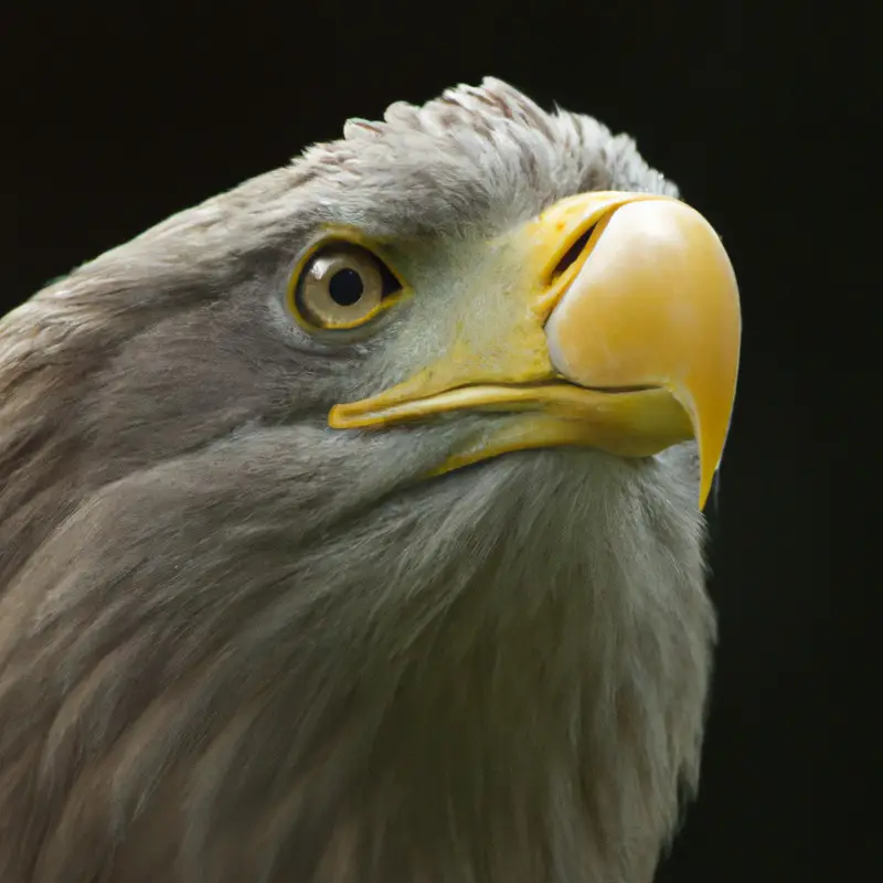 Seeadler Schweben