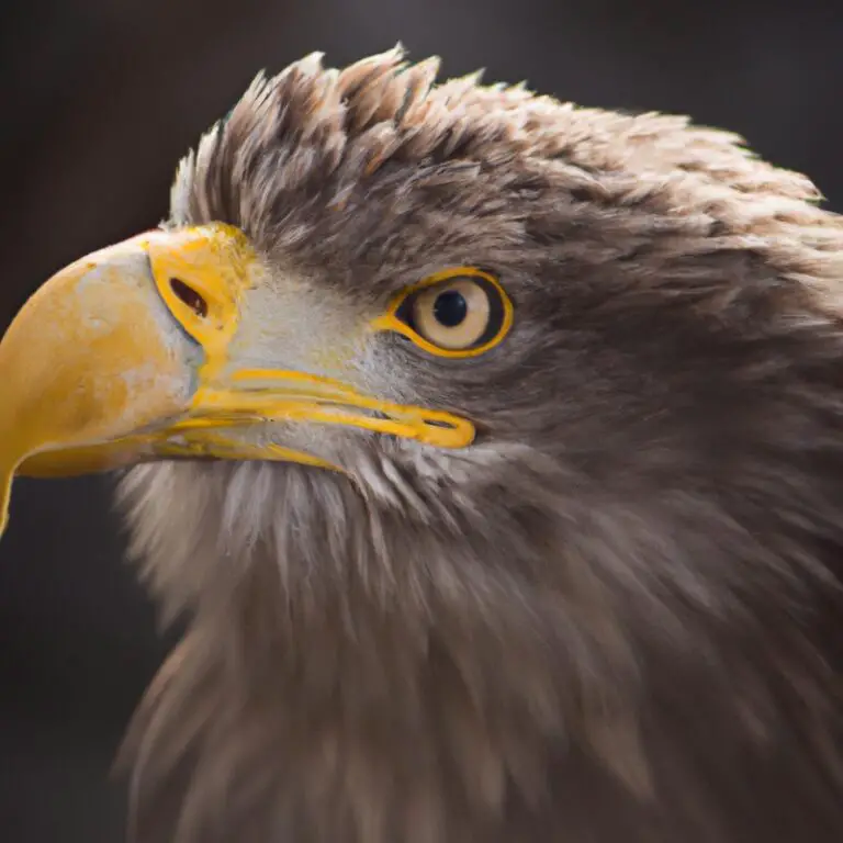 Seeadler-Silhouette.