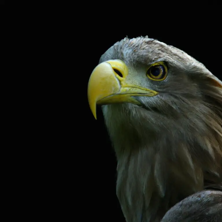 Seeadler Territorium Veränderungen.