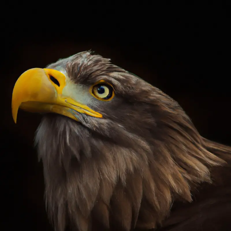 Seeadler-Verbreitungskarte.