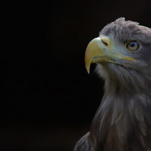 Seeadler Vogel.