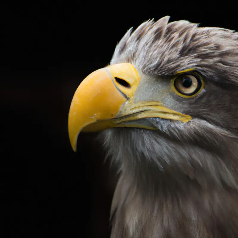 Seeadler-Wandel