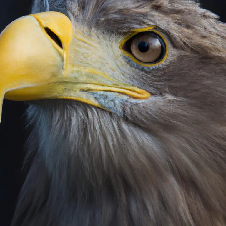 Seeadler am Baum