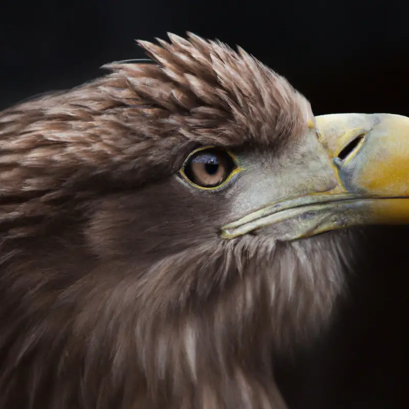 Seeadler am Fluss.