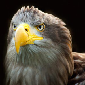 Seeadler am Gewässer.