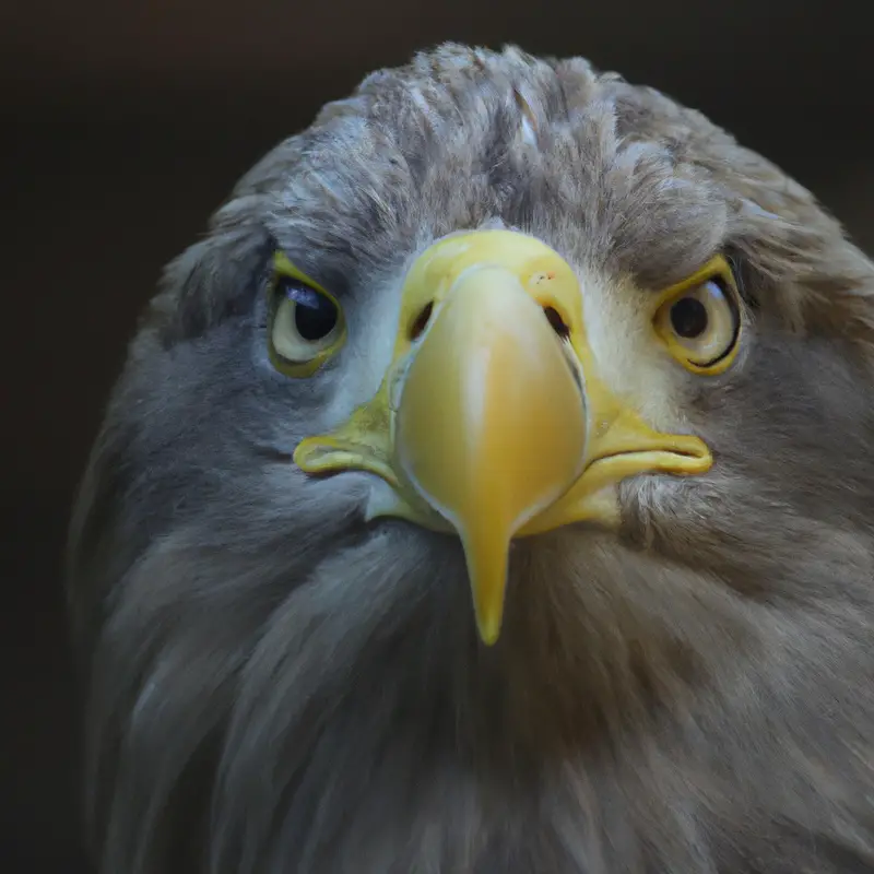 Seeadler am Himmel.