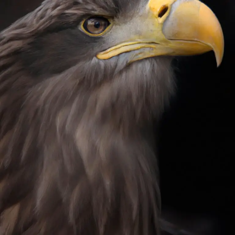 Seeadler am Nest.