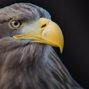 Seeadler am Wasser.