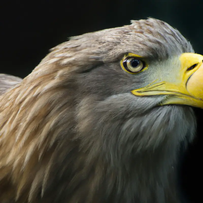 Seeadler auf Baum.