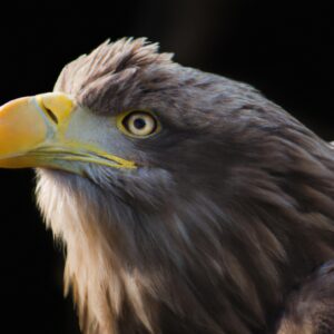 Seeadler auf Felsen.