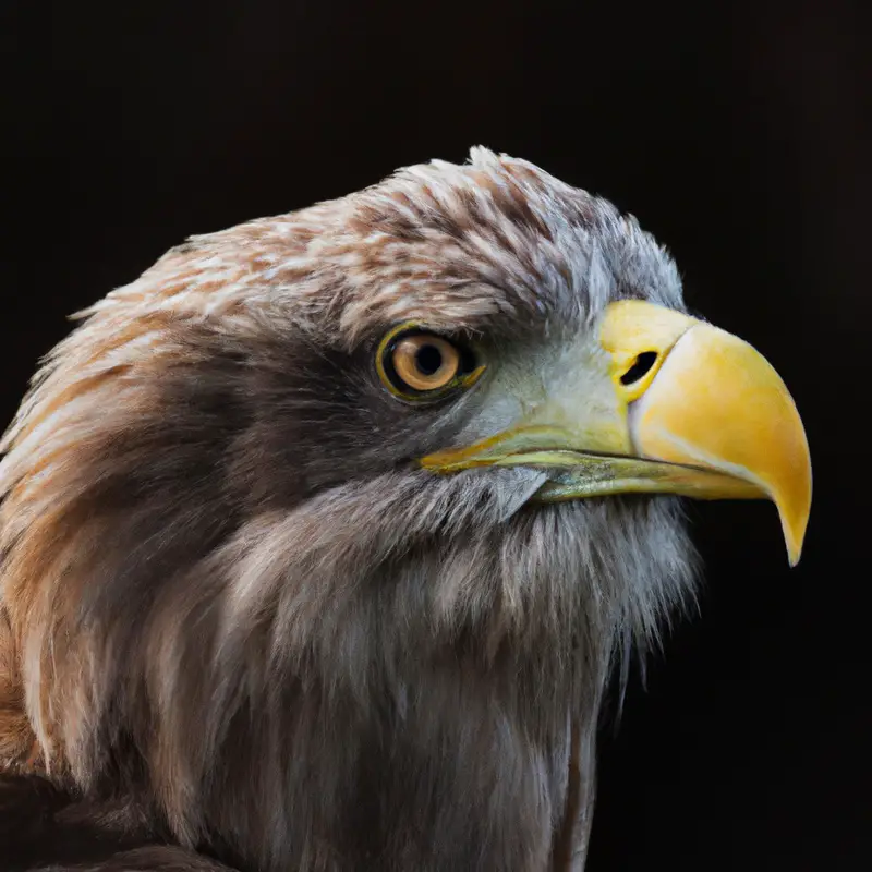 Seeadler baut Nest.