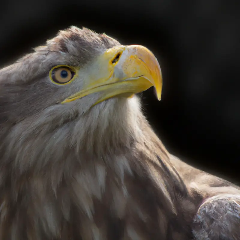 Seeadler beim Brüten.