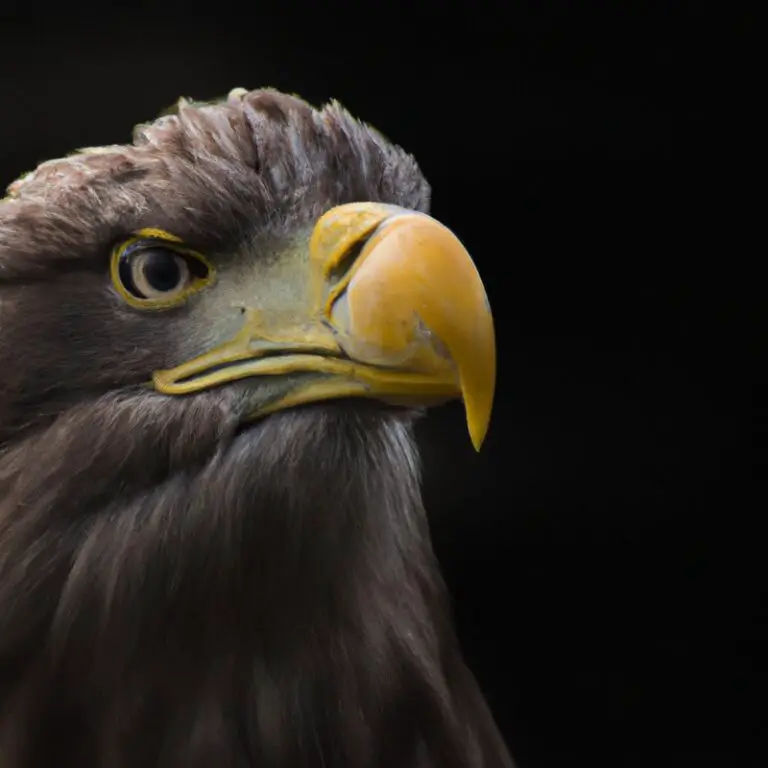 Seeadler beim Fliegen.