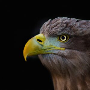 Seeadler beim Fliegen.