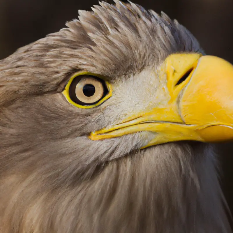 Seeadler beim Fliegen.