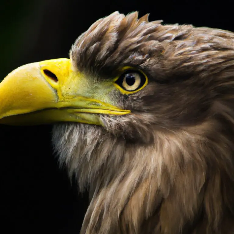 Seeadler beim Flug.