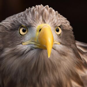 Seeadler beim Nestbau.