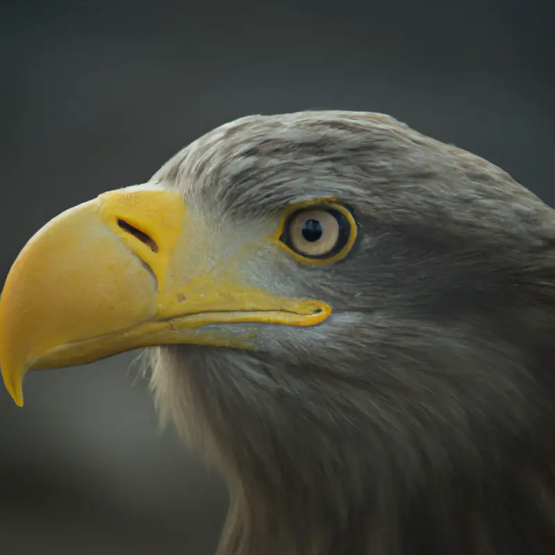 Seeadler fliegen.