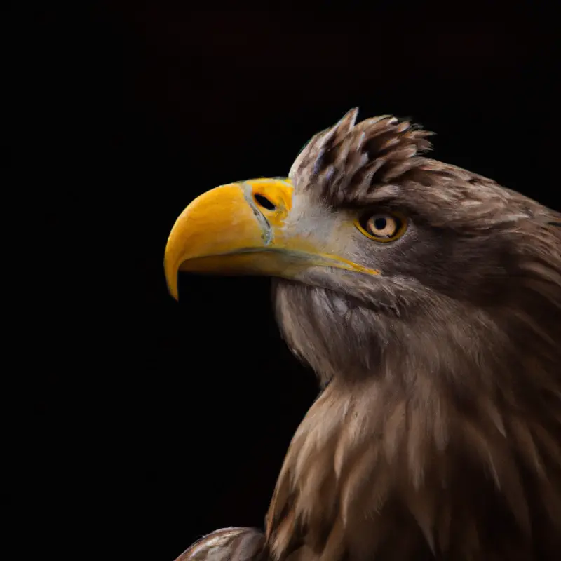 Seeadler fliegen.