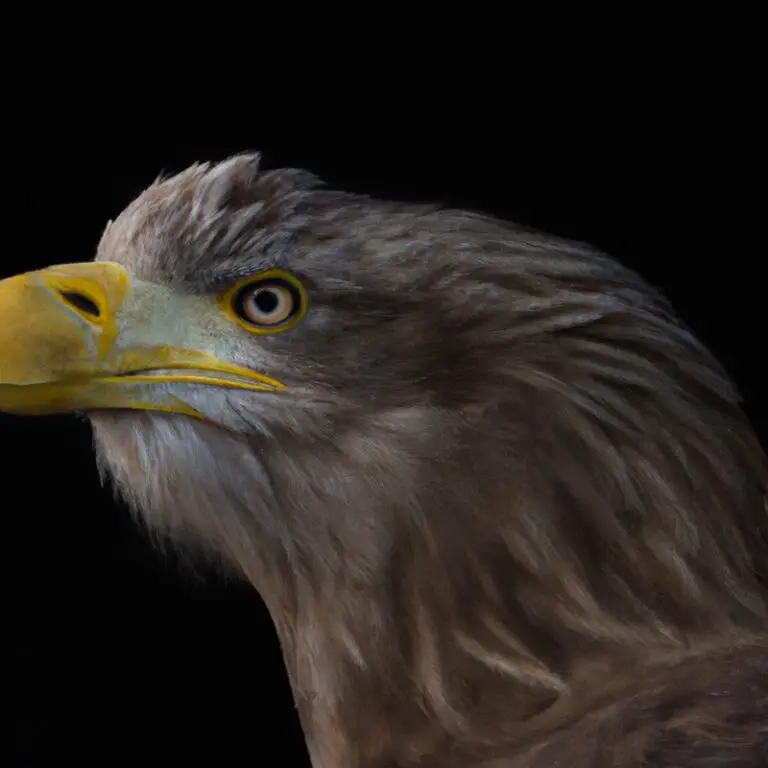 Seeadler fliegend.