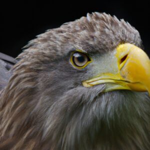 Seeadler fliegend.