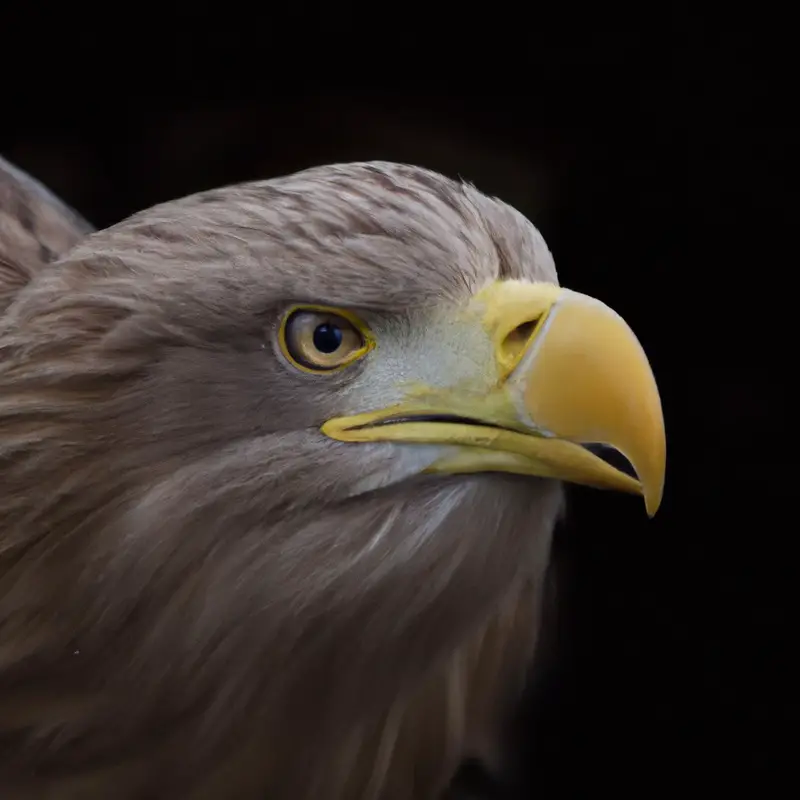 Seeadler fliegend.