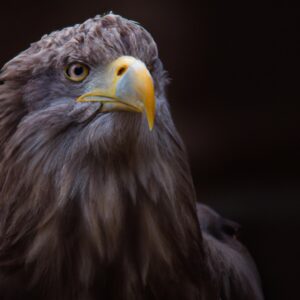 Seeadler fliegend