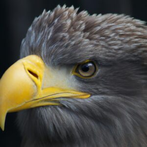 Seeadler fliegend.