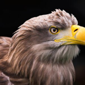 Seeadler fliegt.