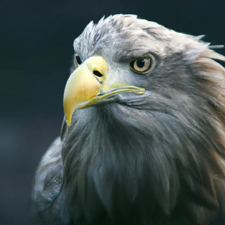 Seeadler fliegt.