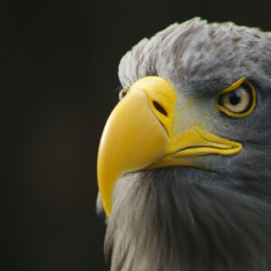 Seeadler im Anflug.